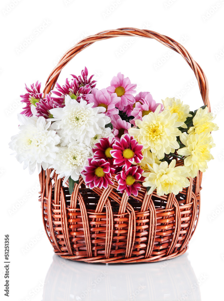 Bouquet of beautiful chrysanthemums in wicker basket isolated