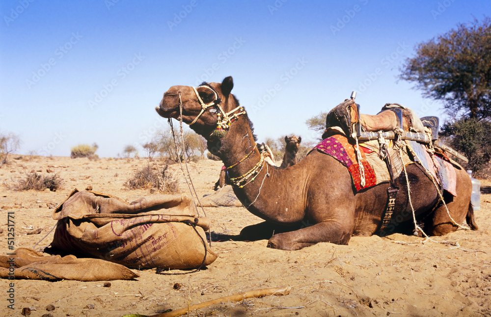 Fototapeta premium Desert Camel