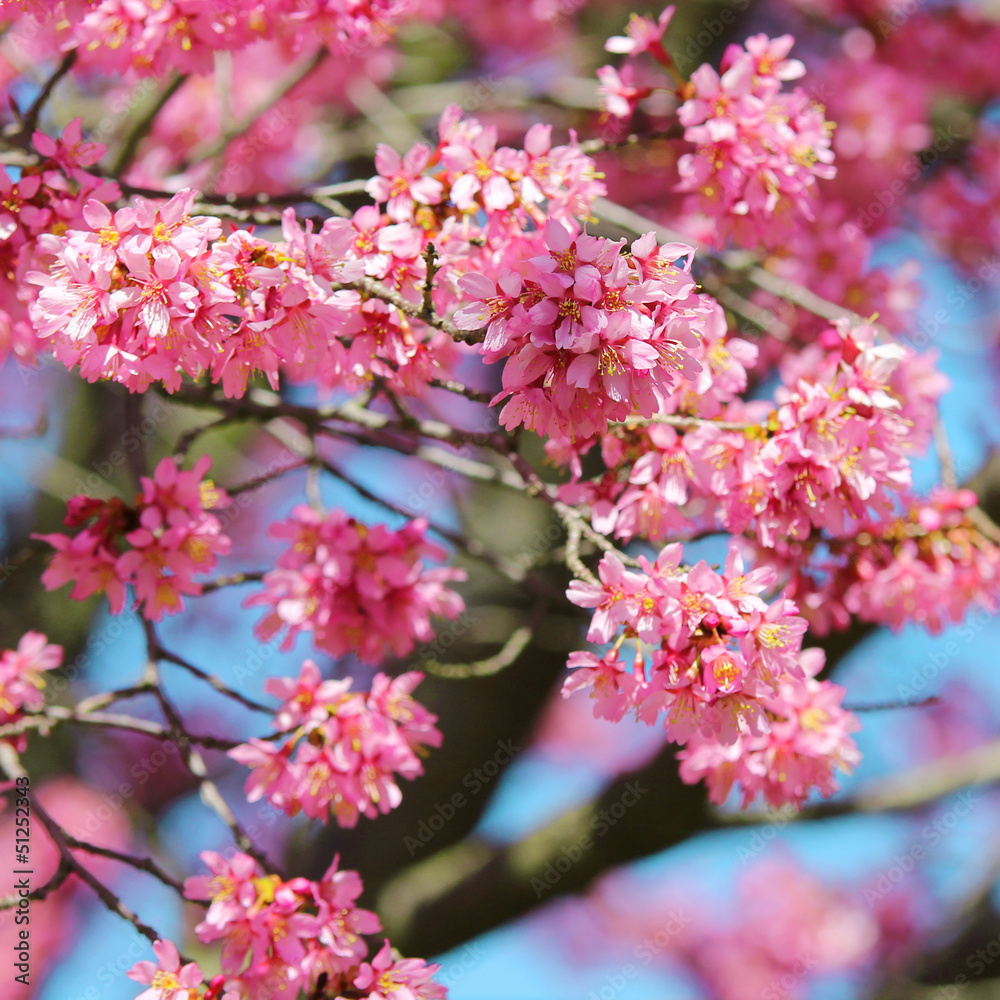 Fototapeta premium sakura. cherry blossom in springtime, beautiful pink flowers