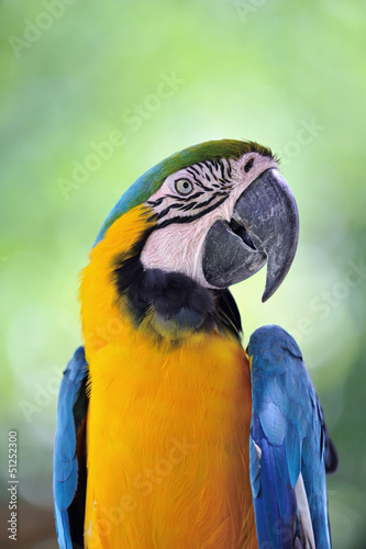 ルリコンゴウインコ