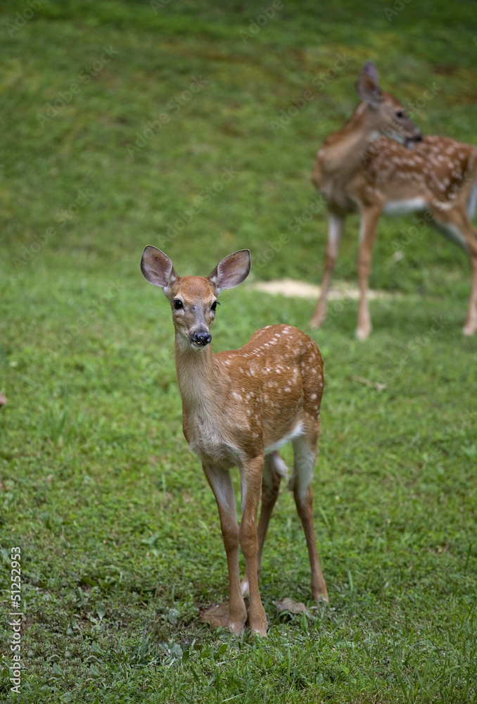 Twin fawns
