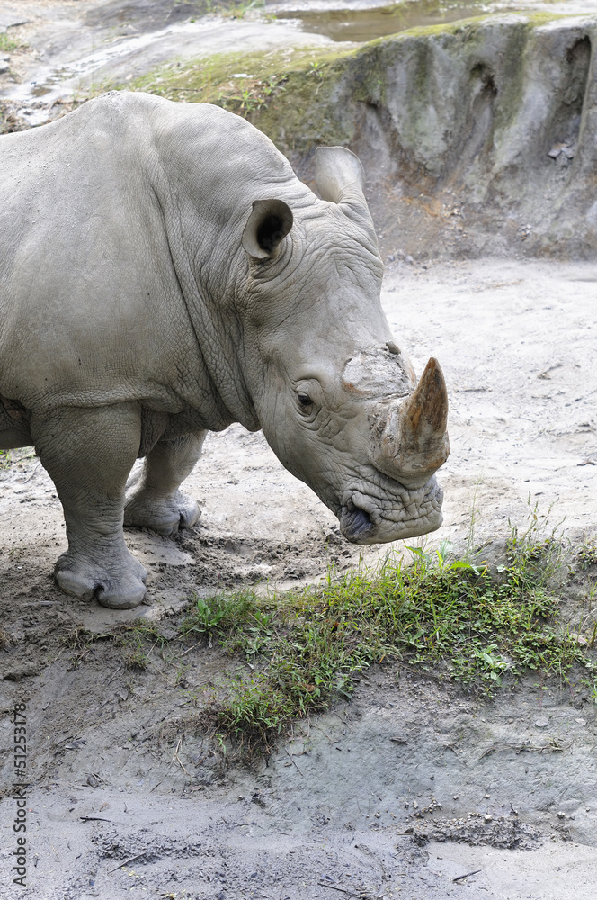 Fototapeta premium サイのポートレート
