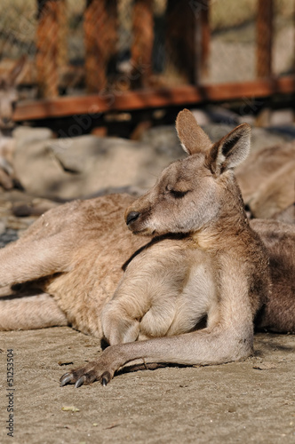 カンガルーのポートレート