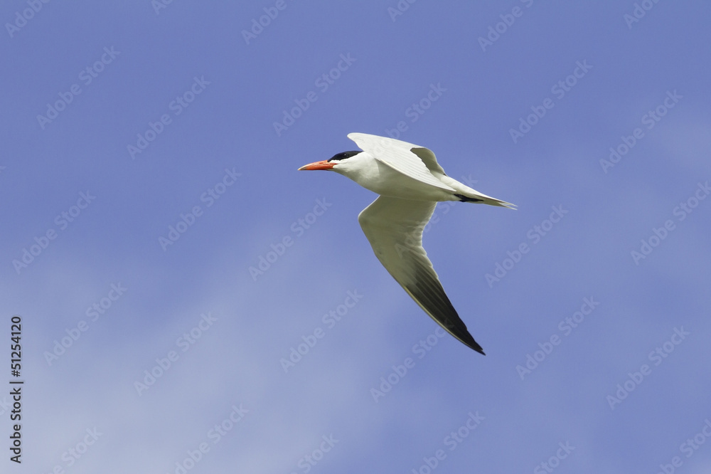 caspian tern flying across a blue sky / Sterna caspia caspian tern flying across a blue sky / Sterna caspia
