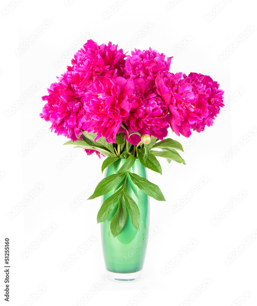 Obraz premium Flowers peony