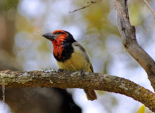 Picture of Black Collared Barbet #51255528