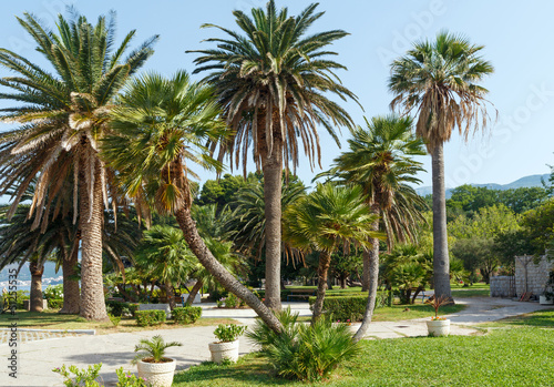 Summer park with palm trees  Montenegro 