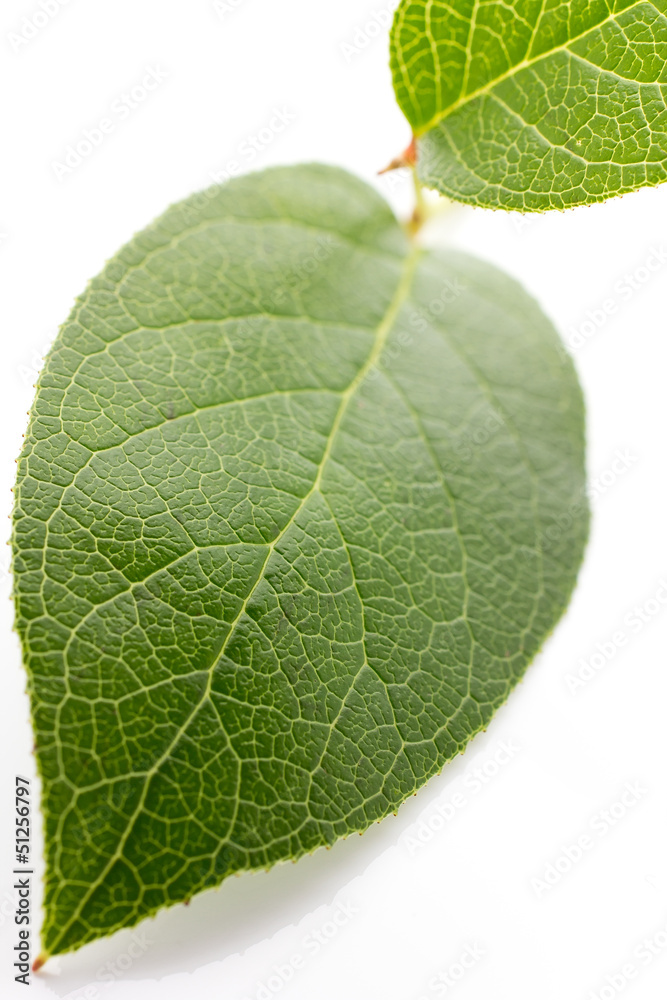 Green leaf. Green leaf.