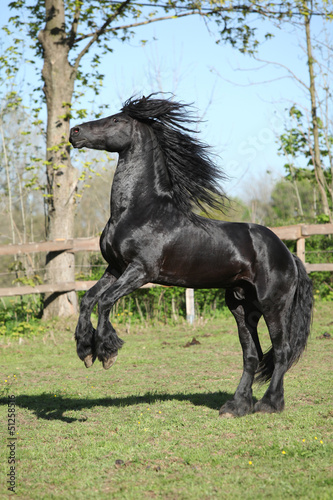 Friesian stallion prancing