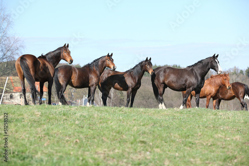 Horses standing in the line