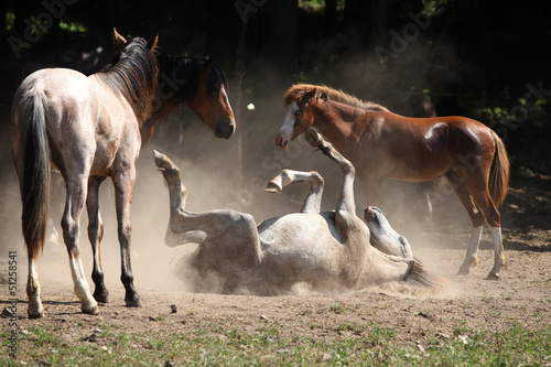 Fototapeta Naklejka Na Ścianę i Meble -  Horse rolling in the dust
