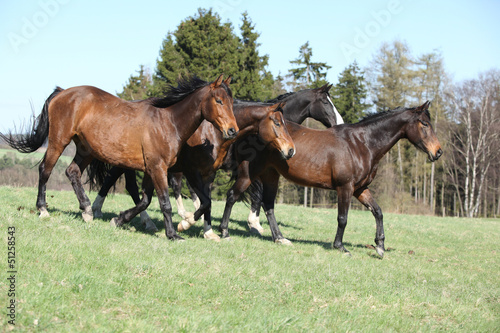 Horses on pasturage moving © Zuzana Tillerova