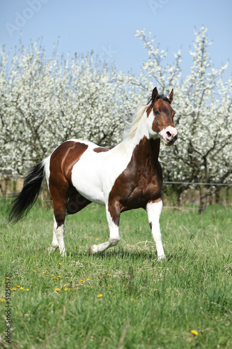 Fototapeta Naklejka Na Ścianę i Meble -  Perfect paint horse stallion in front of flowering plum trees