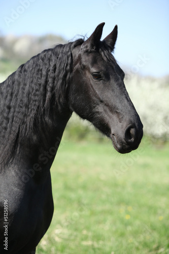 Portrait of gorgeous friesian mare in spring