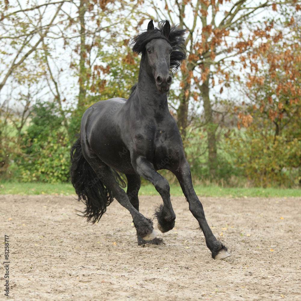 Black friesian stallion galloping on sand in autumn
