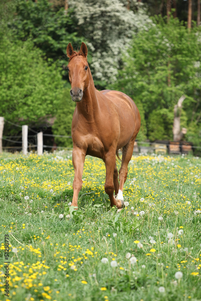 Chestnut warmblood running on green pasturage Chestnut warmblood running on green pasturage