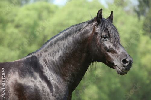 Black hispanoarabian horse