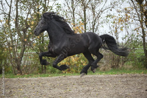 Perfect friesian stallion flying