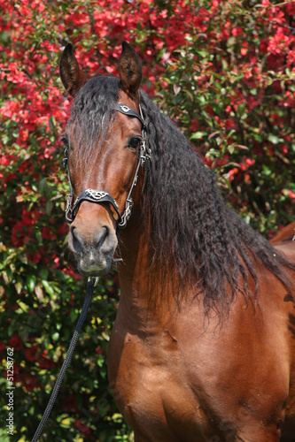 Fototapeta Naklejka Na Ścianę i Meble -  Beautiful brown andalusian stallion in front of red blossoms
