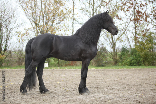 Nice friesian stallion with long hair