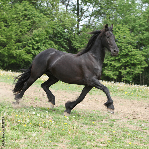 Friesian horse running on pasturage in summer