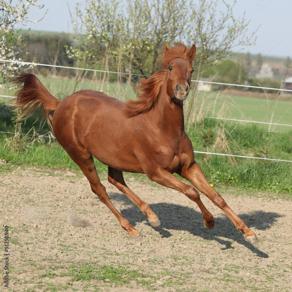 Young chestnut horse running in spring Young chestnut horse running in spring