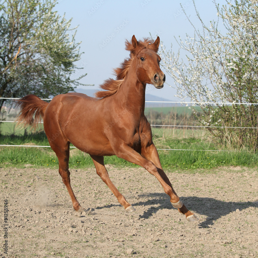 Obraz premium Young chestnut horse running in spring