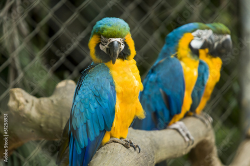 Blue Macaw © beto_chagas