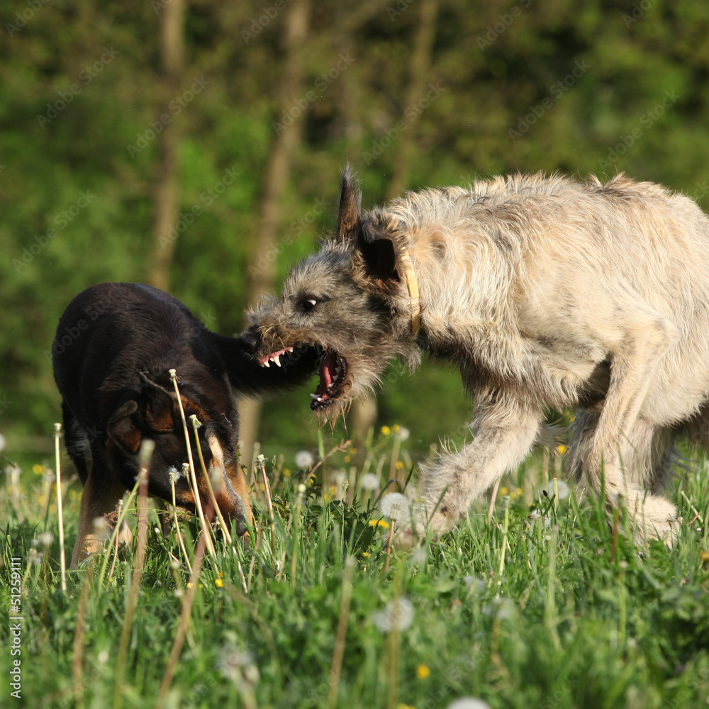 Irish wolfhound attacking some brown dog Irish wolfhound attacking some brown dog