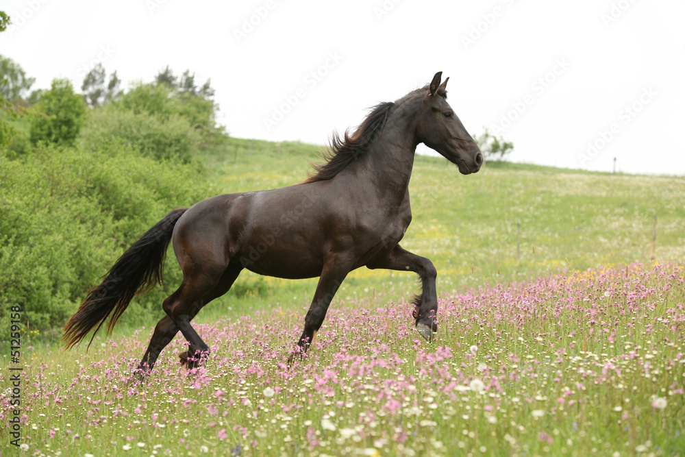 Friesian horse running on pasturage with pink flowers Friesian horse running on pasturage with pink flowers