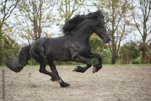 Perfect friesian stallion running on sand in autumn