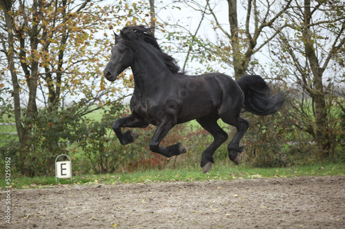 Fototapeta Naklejka Na Ścianę i Meble -  Perfect friesian stallion flying