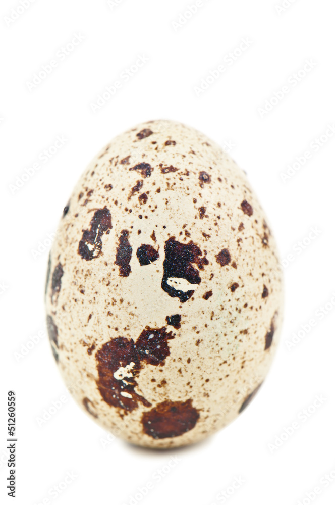 quail egg on white quail egg on white