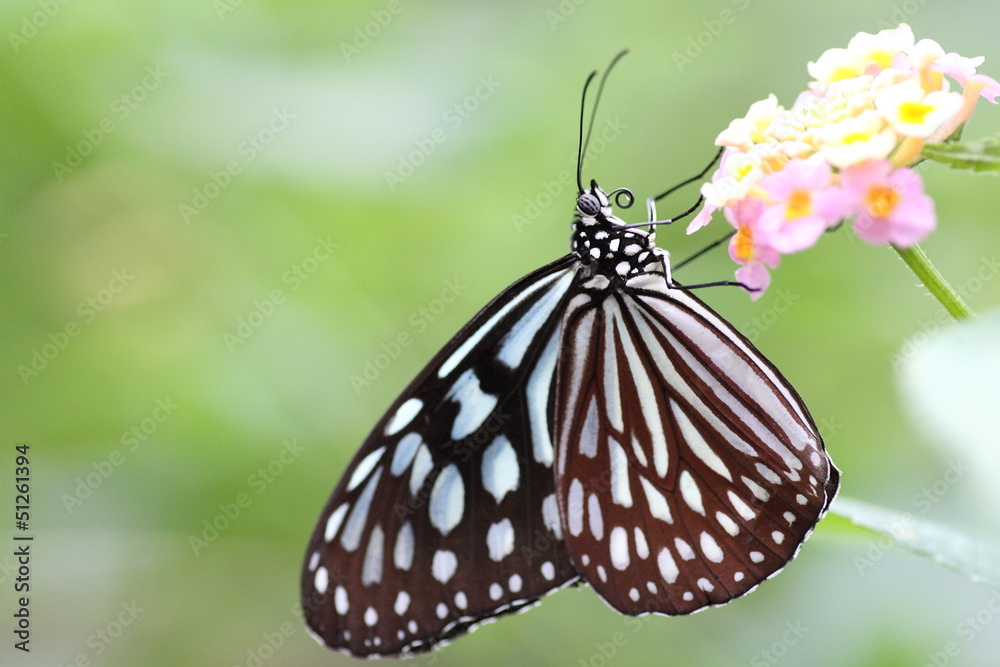 Obraz premium リュウキュウアサギマダラ