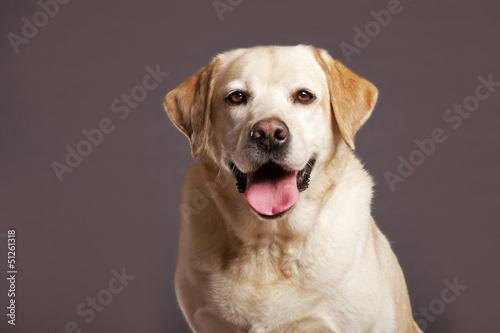 Labrador Dog Studio Portrsit © eldadcarin