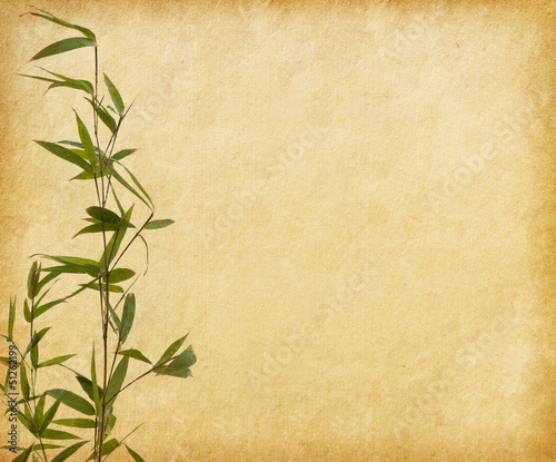 young branches of a bamboo  on old paper background.