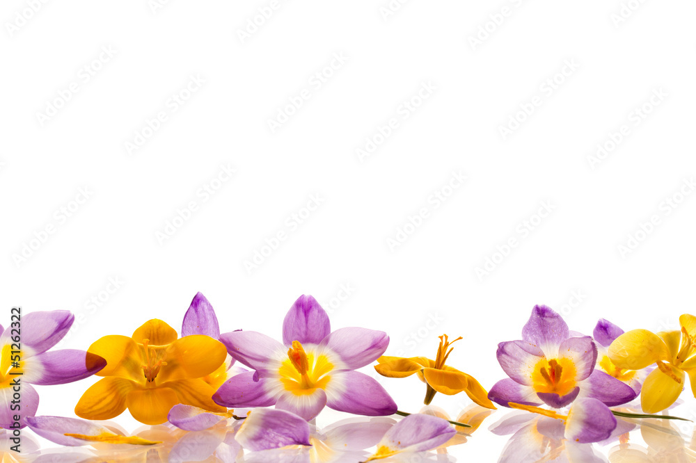 crocuses crocuses