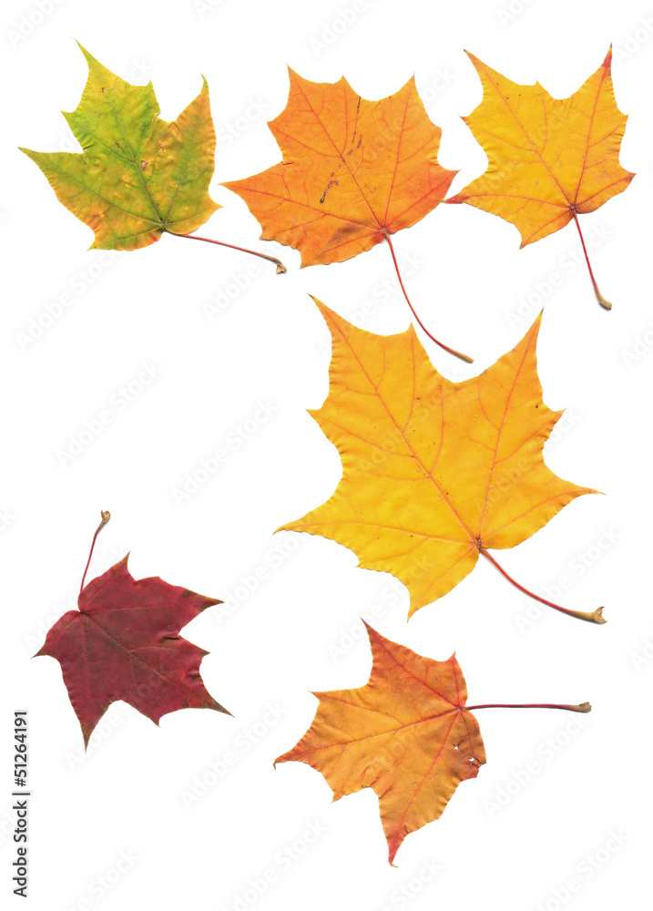 real maple tree leaf isolated on white scanned real maple tree leaf isolated on white scanned