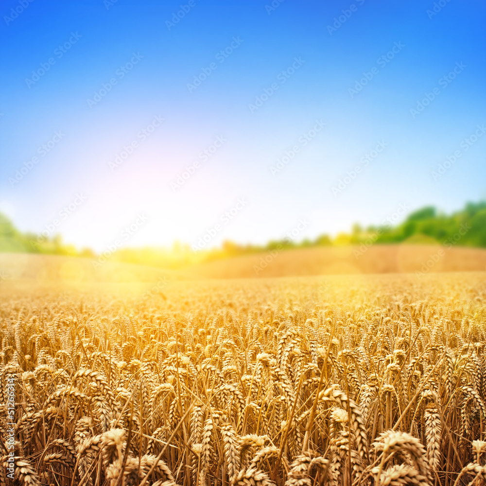 Fototapeta premium Golden Wheat Field