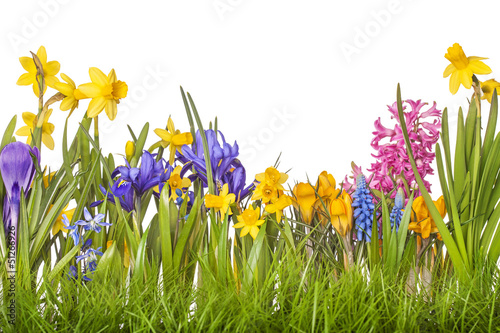 Fototapeta Naklejka Na Ścianę i Meble -  Spring flowers