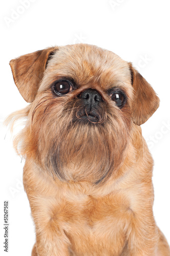 brussels griffon dog portrait