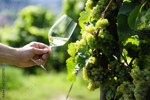 Glass of white Wine (Riesling) and riesling grapes photo