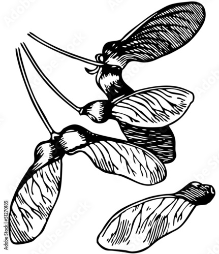 Maple seeds