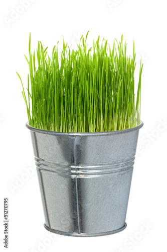 Green grass in a small metal bucket