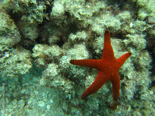 Single Star