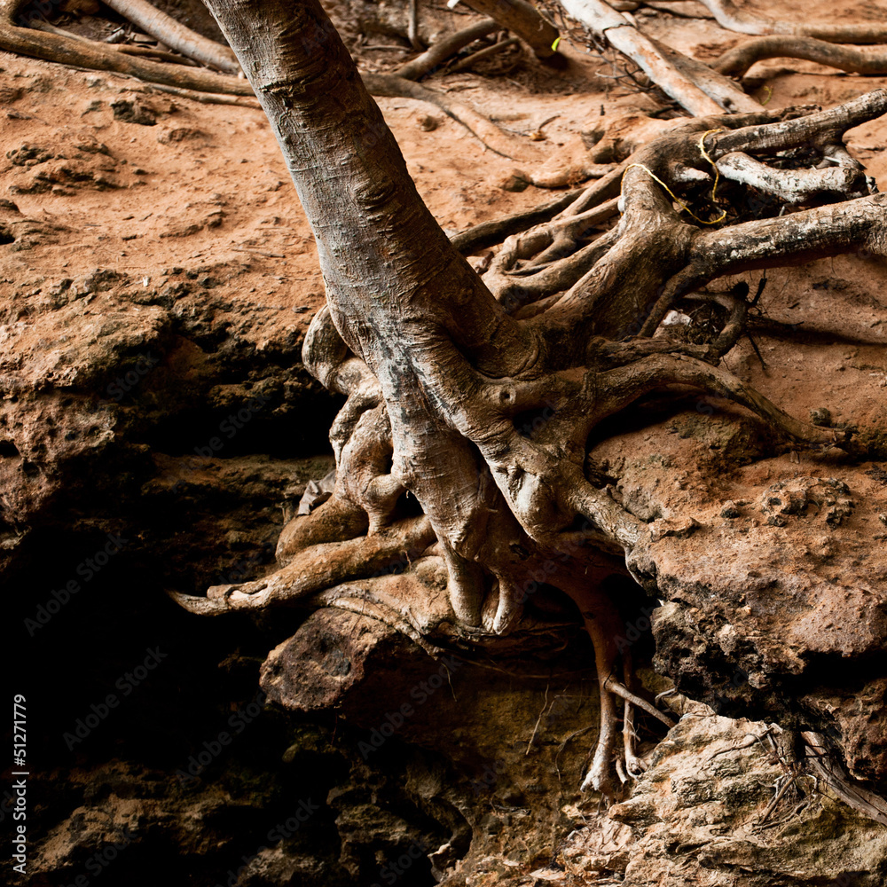 Roots of tree growing inside cave of tropical rainforest Roots of tree growing inside cave of tropical rainforest