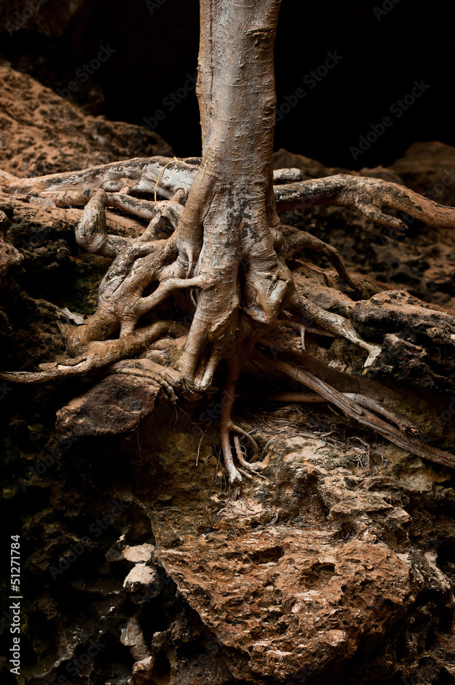 Roots of tree growing inside cave of tropical rainforest Roots of tree growing inside cave of tropical rainforest