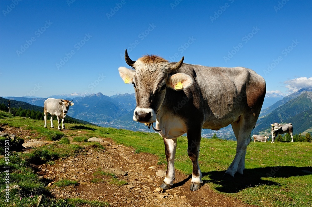 Kühe auf der Alm