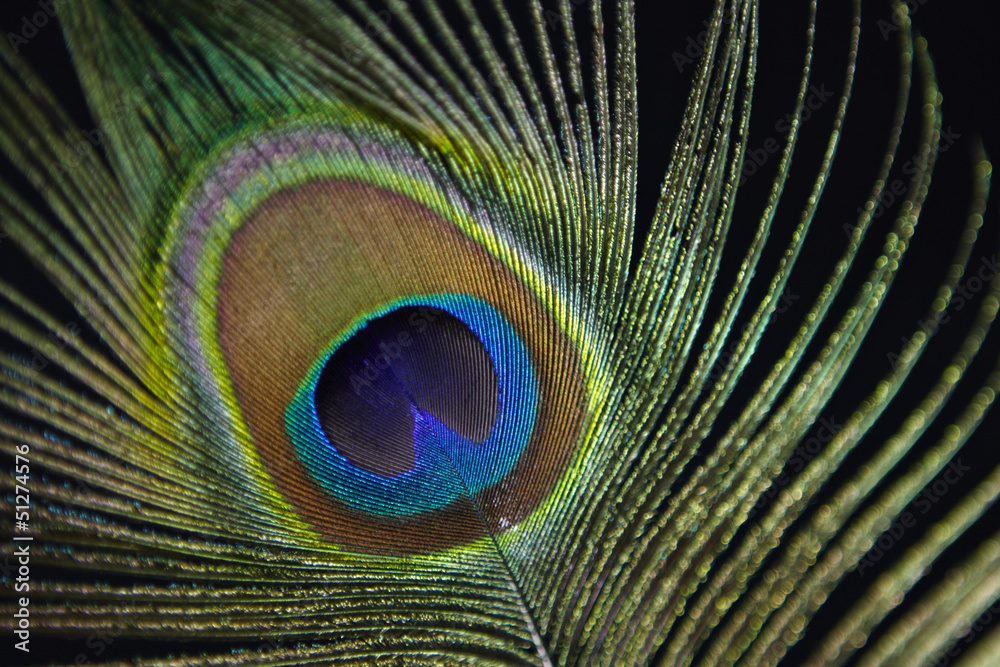 Obraz premium Peacock feather