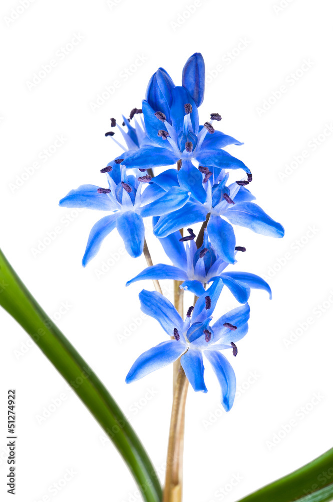 Obraz premium Siberian squill